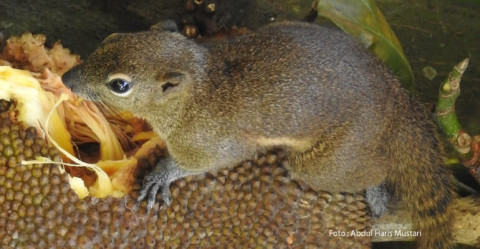 Bajing Kelapa, Si Penjaga Regenerasi Hutan Kampus IPB