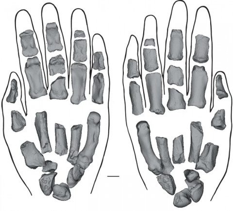 Studi Baru Ungkap Fosil Paranthropus Boisei Punya Struktur Tangan Serupa Manusia Modern