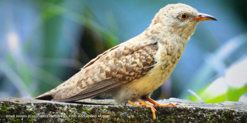 Mengenal Burung Wiwik Kelabu, Benarkah Mitos Penanda Kematian?