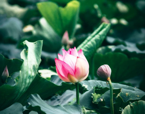 Posisi Lotus dalam Yoga dan Hubungan Intim