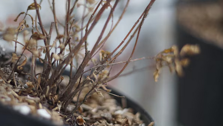 7 Penyebab Tanaman Hias Layu dan Menguning yang Sering Tak Disadari