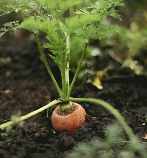 Kapan Sayuran Kebun yang Digigit Hewan Aman Dikonsumsi?