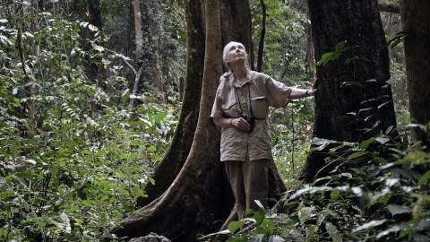 AWS dan Jane Goodall Institute Digitalisasi 6 Dekade Riset Dibantu AI