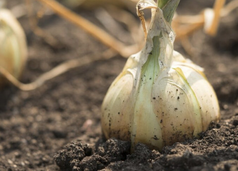 6 Tempat yang Harus Dihindari saat Menanam Bawang Putih