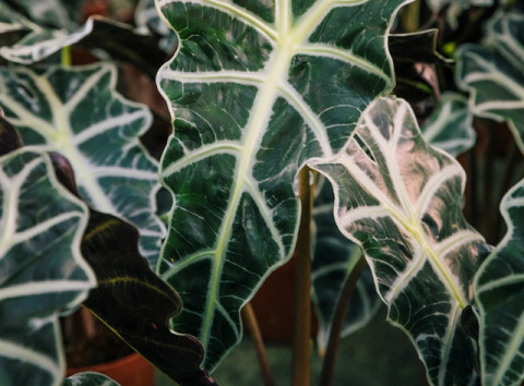 10 Jenis Alocasia Terpopuler untuk Koleksi Tanaman Hias 2026