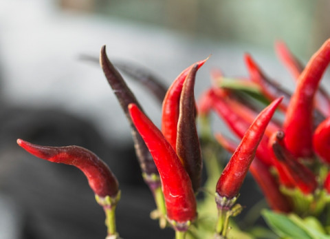 Berita Terpopuler Properti: Syarat Perpanjangan HGB hingga Sayuran yang Cocok di Daerah Panas