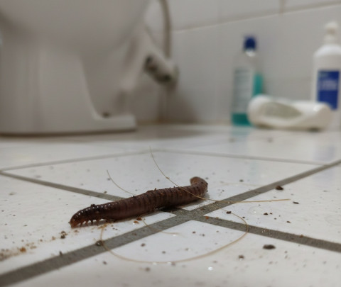 Jangan Panik! Ini Penyebab Cacing Muncul di Kamar Mandi