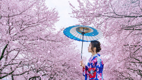Tak Hanya Jepang, Ini 5 Destinasi Asia Favorit Menikmati Sakura