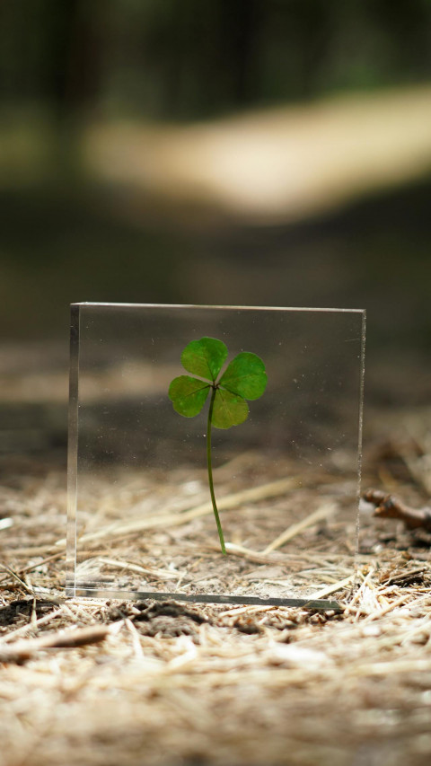 5 Fakta Menarik Semanggi Berdaun Empat, Simbol Keberuntungan yang Langka