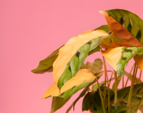 Daun Menguning atau Layu pada Tanaman Hias? Jangan Panik, Ini Kata Ahli