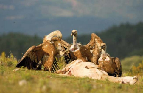 Apakah Hewan Memutari Objek Merupakan Kejadian Mistis? Ini Penjelasan Ilmiah Pakar IPB