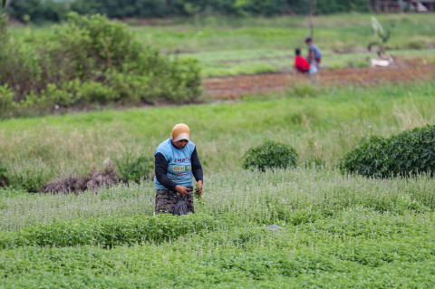 Evaluasi Kebijakan Pangan Nasional, Penguatan Petani Jadi Kunci Kedaulatan