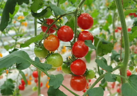 Atap Rumah Bisa Jadi Kebun Tomat, Ini Caranya