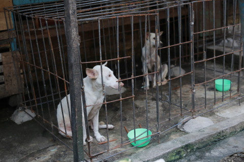 Program Pemberantasan Perdagangan Daging Anjing di NTT Mulai Tunjukkan Hasil
