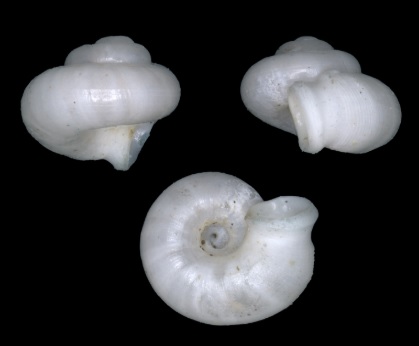 Muncul di Sumsel, Peneliti BRIN Temukan Spesies Baru Keong Darat