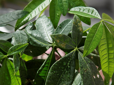 5 Tanaman Hias Pembawa Energi Positif, Cocok untuk di Rumah