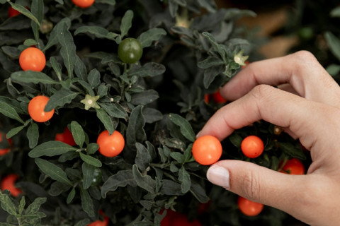 Lahan Sempit? Ini Cara Menanam Pohon Buah agar Tetap Subur