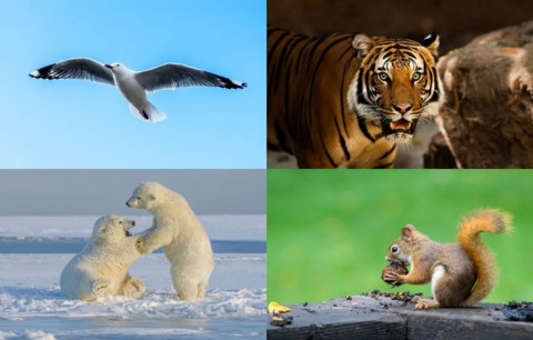 Waspada Perdagangan Ilegal Satwa Liar, Pakar IPB: Picu Risiko Pandemi Baru