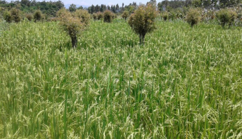 Ancaman Hama Saat El Nino Godzilla 2026, Dosen IPB Bagikan Solusi Sederhana dan Mudah Buat Petani