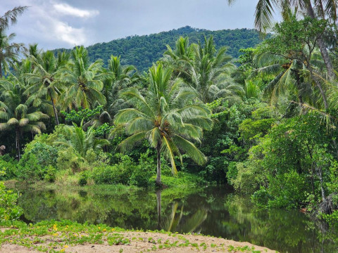 Viral Link Video Ibu Tiri vs Anak Tiri di Kebun Sawit, Ternyata Ini Faktanya