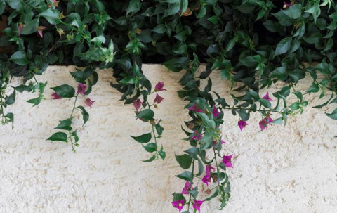 5 Tanaman Hias Tahan Matahari untuk Rumah Lebih Segar