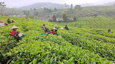 Rahasia Estetik Rasa Teh yang Gak Pernah Berubah Lintas Generasi