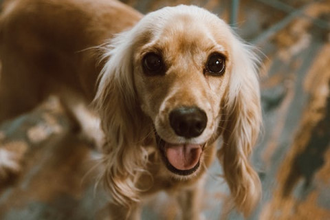 Cocok Jadi Sahabat, Ini 7 Ras Anjing Paling <i>Friendly</i> dan Penyayang