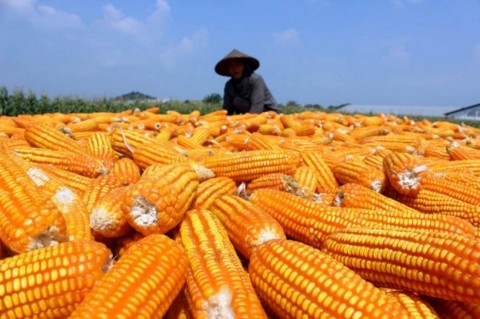 GNTI Panen Jagung di Pesawaran, Pertanian Mulai Naik Level Pakai Teknologi