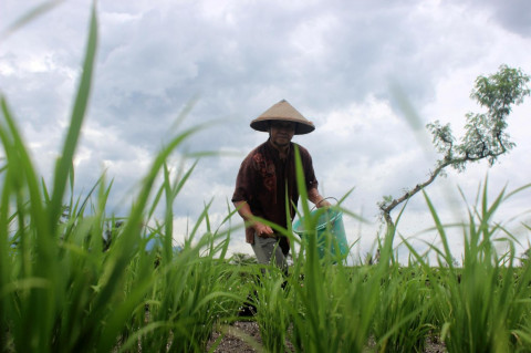 Dompet Petani Makin Tebal, NTP Naik ke 127,73 di Mei 2026