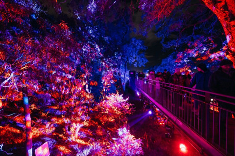 Sayang Dilewatkan! Lightscape Perth 2026 Sulap Kings Park Jadi Penuh Cahaya dan Keajaiban
