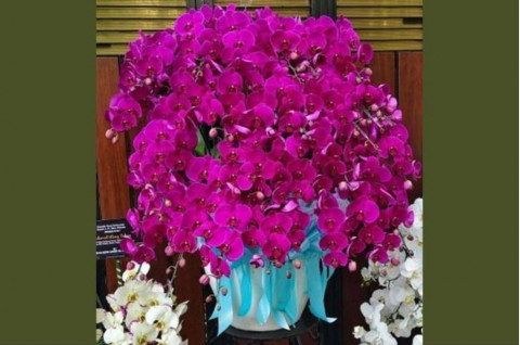 Ini Makna Anggrek Bulan Ungu untuk Kado Spesial, Tanda Penghormatan?