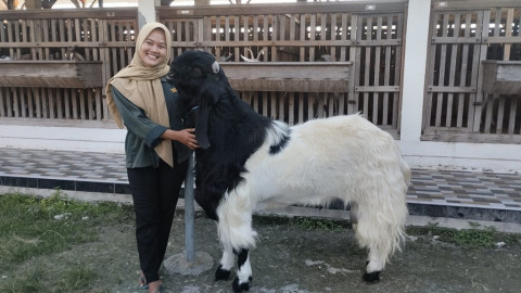 Modal 5 Ekor Domba di SMA, Alumni UGM Mila Arlinda Raup Ratusan Juta dari Peternakan Modern