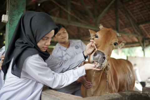 Lulusan Peternakan Jadi Apa? Ini 15 Prospek Kerja, Gajinya Tembus Miliaran Rupiah!