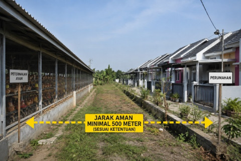 Berapa Jarak Ideal Kandang Ayam dari Perumahan? Ini Ketentuannya