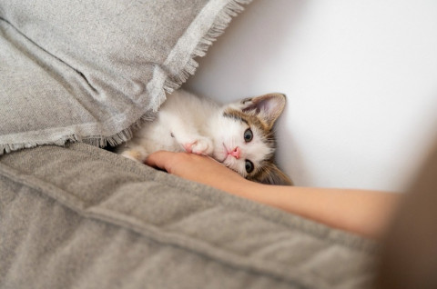 Tips Membersihkan Pipis Kucing di Kasur agar Noda dan Bau Hilang