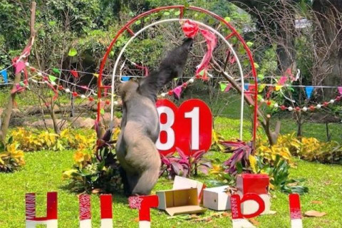 Seru Banget! Ragunan Merayakan HUT ke-81 RI Bareng Satwa, Fix Wajib Mampir!