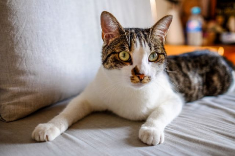 Dokter Hewan Bagikan 5 Cara Sederhana Cek Kesehatan Kucing di Rumah