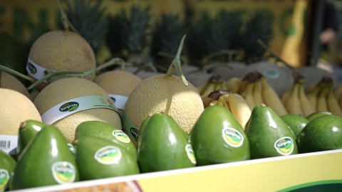 Kualitas Juara, Melon Hasil Petani Blitar Kini Tembus Pasar Singapura