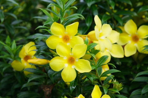 5 Jenis Bunga Alamanda yang Cantik untuk Taman Rumah