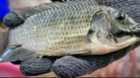 Thailand Berantas Ikan Nila Dagu Hitam, Ini Alasan dan Bahayanya