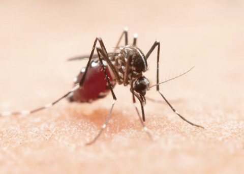 Dengue Bikin Dompet Ikut Terkuras