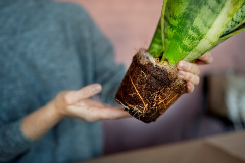 Pot Kecil Bukan Masalah, Ini 5 Cara Bikin Tanaman Tetap Subur