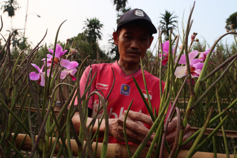 Aktivitas Merawat Anggrek Vanda Douglas di Kampung Anggrek