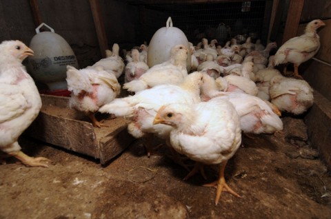 <i>Spill</i> Fakta dari Pakar IPB: Ayam Kampung vs Broiler Lebih Sehat Mana?