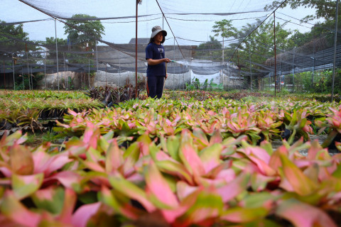 Menilik Potensi Bisnis Tanaman Hias Bromelia