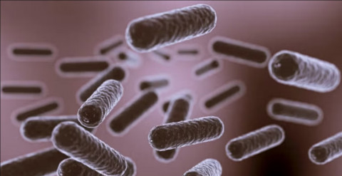 Guru Besar IPB Temukan Potensi Penyebaran E. Coli Kebal Antibiotik di Banten