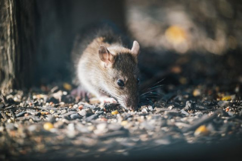 7 Cara Efektif Usir Tikus dan Kutu Busuk dari Rumah