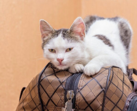 Kucing Bukan Cuma Manja, 5 Hal Ini Bikin Mereka Stres!