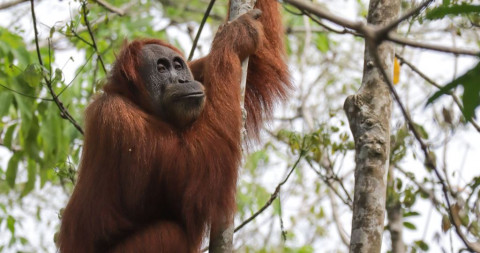 Cara Adopsi Orangutan, Buat Aksimu Jadi Nyata!