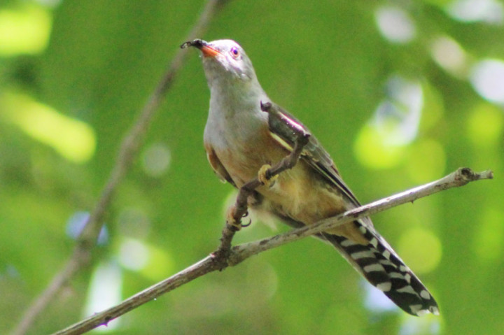 Burung Langka Muncul Di Kebun Warga